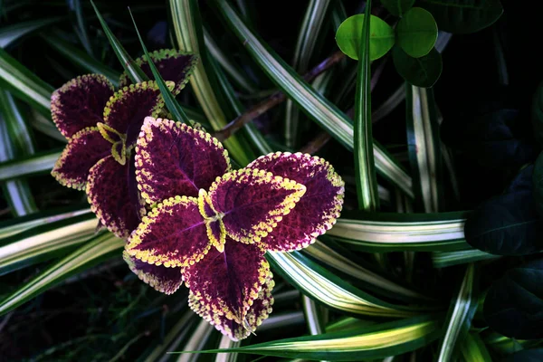 Renkli Yapraklar Yaprak Kolajı Bahçede Boyalı Isırgan Otu Deseni — Stok fotoğraf