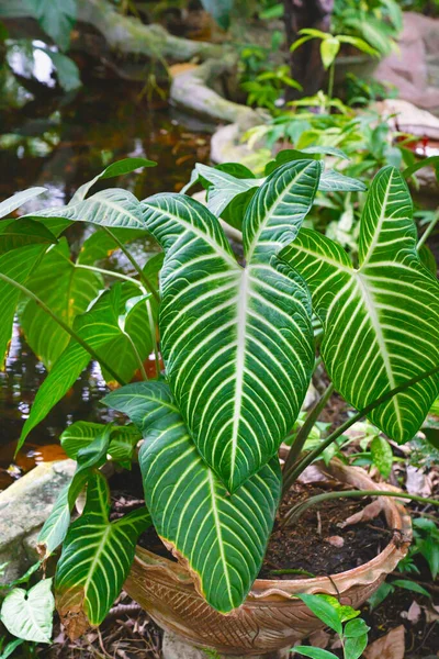 Zelené Listy Vzor List Xanthosoma Lindenii Nebo Jautia Strom Zahradě — Stock fotografie