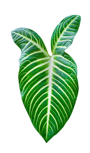 Green Leaves Pattern Leaf Xanthosoma Lindenii Yautia Tree Isolated White — Stock Photo, Image