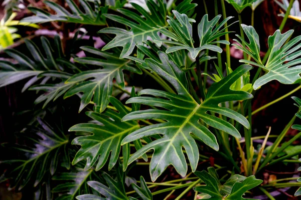 Grünes Blättermuster Blatt Philodendron Xanadu Garten — Stockfoto