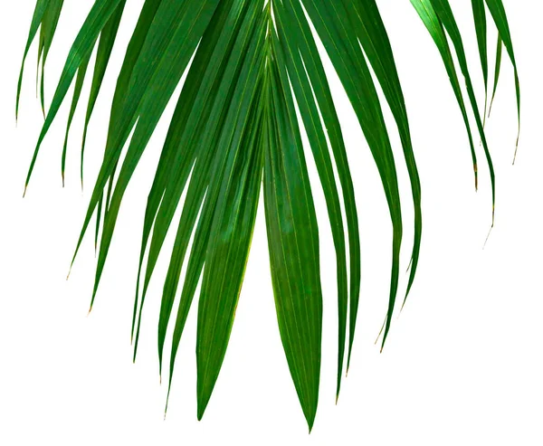 Modèle Feuilles Vertes Feuille Palmier Tropicale Isolée Sur Fond Blanc — Photo