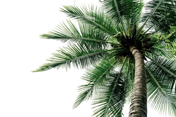 Hojas Verdes Palmera Árbol Coco Doblado Aislado Sobre Fondo Blanco — Foto de Stock