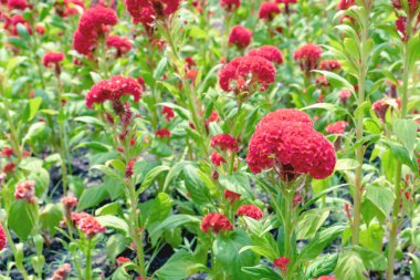 Bahçedeki kırmızı horoz tarağı çiçekleri