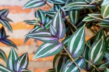 Yeşil yapraklar, yaprak Tradescantia zebrinahort veya Zebrina pendula veya bahçede inç bitki