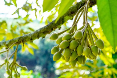 Çiçekler durian bahçesinde