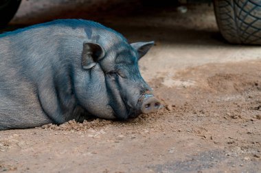 Kumdaki siyah domuz.