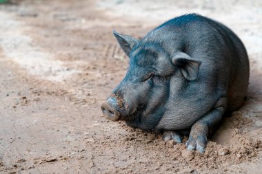 Kumdaki siyah domuz.