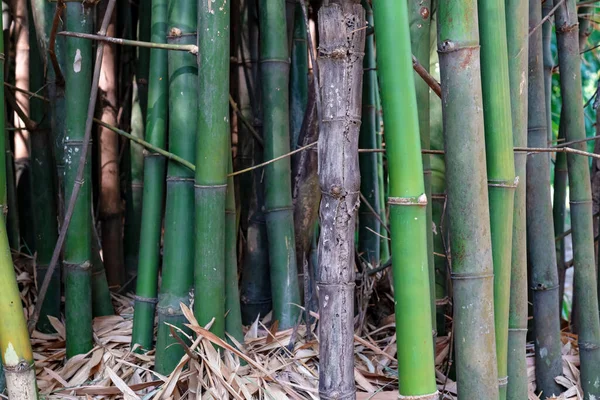 Groene Bamboe Stam Tuin — Stockfoto