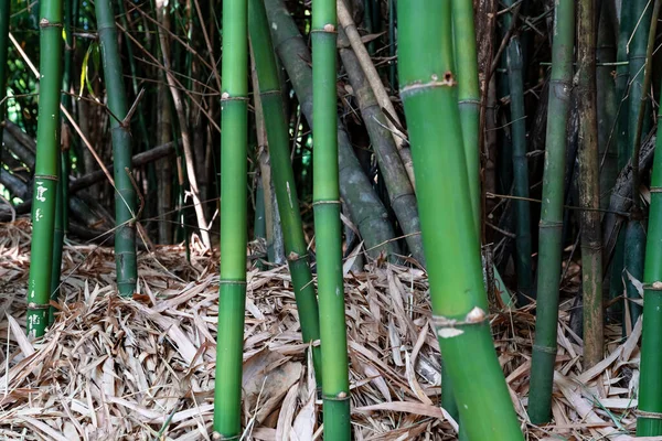 Green Bamboo Trunk Garden — Stock Photo, Image