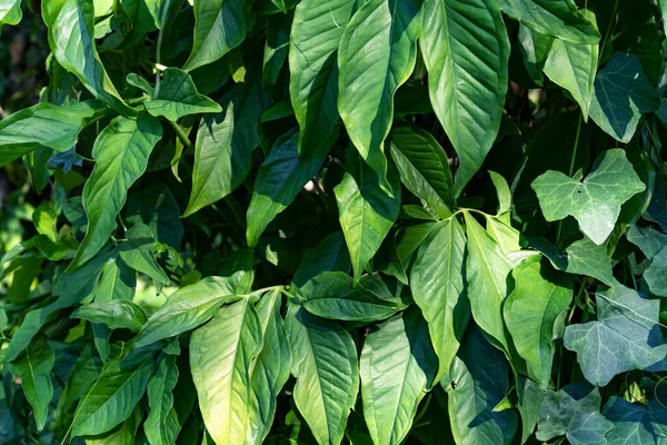 Grünes Blättermuster Blatt Syngonium Podophyllum Garten — Stockfoto