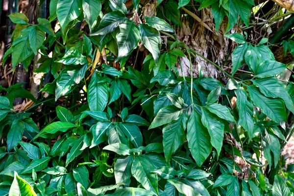 Padrão Folhas Verdes Folha Syngonium Podophyllum Jardim — Fotografia de Stock