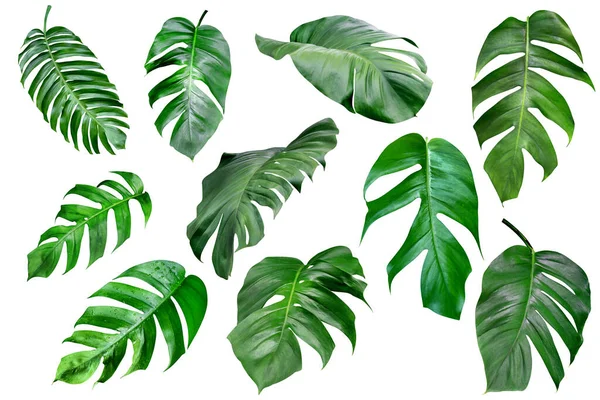 Collectie Diverse Groene Monstera Bladeren Patroon Voor Natuur Concept Set — Stockfoto