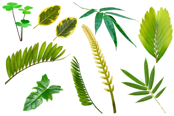 Sammlung Verschiedene Grüne Blätter Muster Für Natur Konzept Set Von — Stockfoto