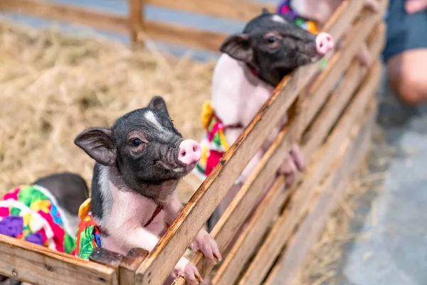 Миниатюрные Свиньи Ферме — стоковое фото