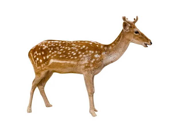 Spotted Deer Isolated White Background Include Clipping Path — Stock Photo, Image