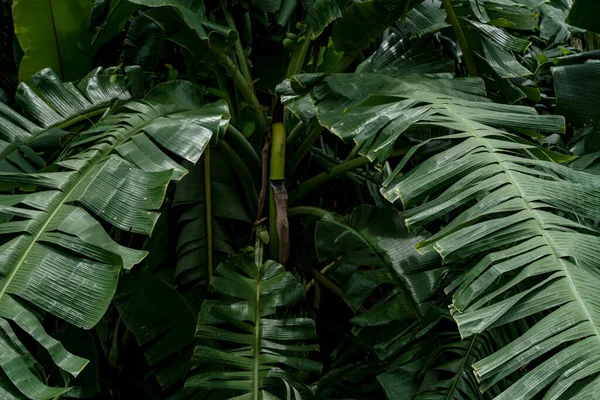 Patrón Hojas Verdes Para Concepto Naturaleza Plátano Tropical Jardín —  Fotos de Stock