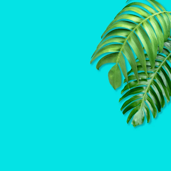 Зеленый Монстр Оставляет Рисунок Концепции Природы Тропический Лист Голубом Фоне — стоковое фото