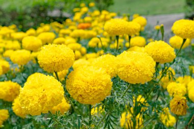 Bahçedeki kadife çiçeğini kapat