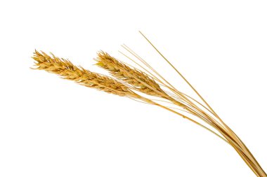 Beyaz arka planda kuru çeltik pirinç kulağı.