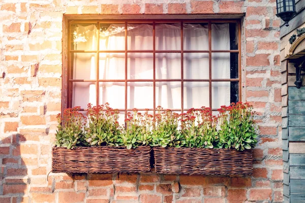 Vintage Fenster Mit Blumentopf Auf Backsteinmauer Hintergrund — Stockfoto