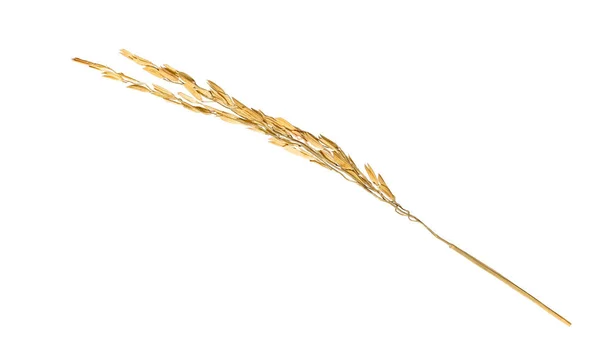 Ucho Neloupané Rýže Suché Izolované Bílém Pozadí — Stock fotografie
