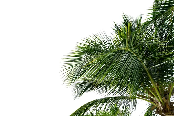 Palmiye Yaprakları Hindistan Cevizi Ağacı Bükülmesi Beyaz Arka Planda Izole — Stok fotoğraf