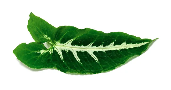 Syngonium Wendlanddiiショットの葉 白い背景に隔離された熱帯の葉植物の緑の葉パターン — ストック写真