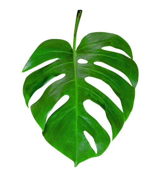 Green Leaves Pattern Leaf Monstera Isolated White Background Include Clipping — Stock Photo, Image