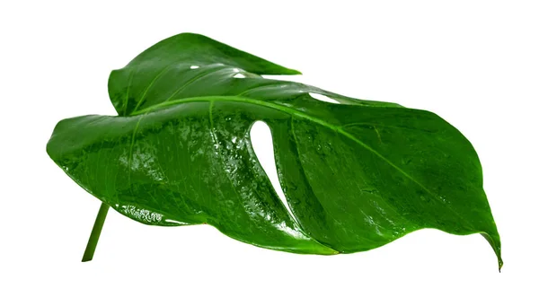 Patrón Hojas Verdes Monstera Hojas Con Gota Agua Aislada Sobre — Foto de Stock