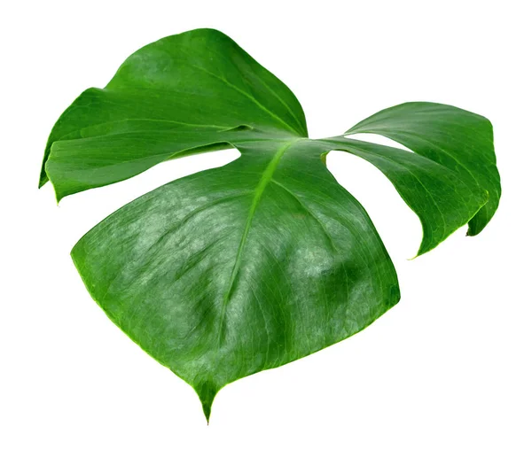 Padrão Folhas Verdes Monstera Folha Isolada Fundo Branco — Fotografia de Stock