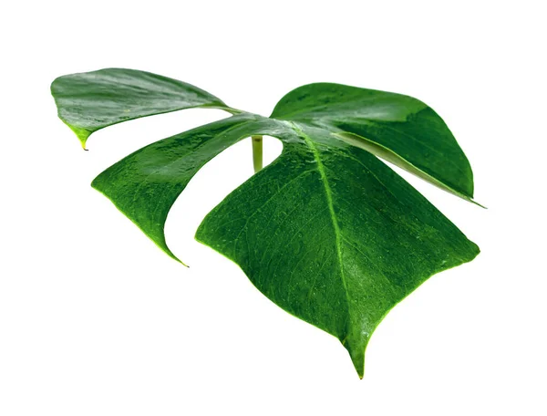 Grüne Blätter Muster Blatt Monstera Mit Wassertropfen Isoliert Auf Weißem — Stockfoto