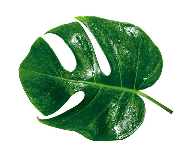 Gröna Blad Mönster Blad Monstera Med Vatten Droppe Isolerad Vit — Stockfoto