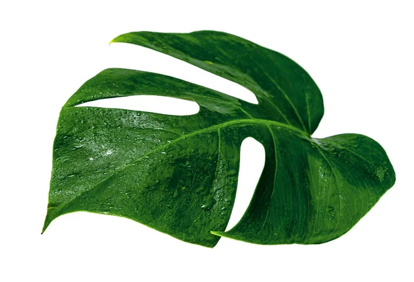 Modello Foglie Verdi Monstera Foglia Con Goccia Acqua Isolata Sfondo — Foto Stock