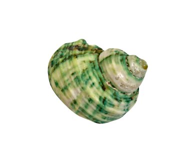 Kapalı yeşil deniz kabuğu beyaz bir arka planda izole