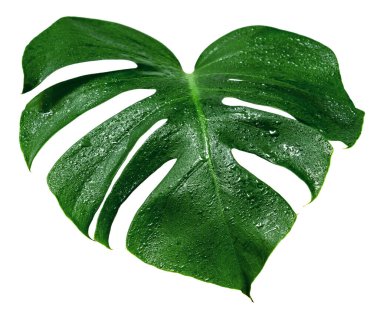 Yeşil yapraklar, beyaz zemin üzerinde su damlası olan yaprak canavarı.