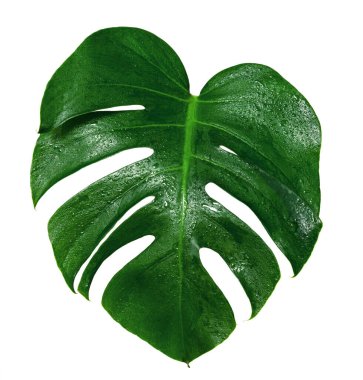 Yeşil yapraklar, beyaz zemin üzerinde su damlası olan yaprak canavarı.