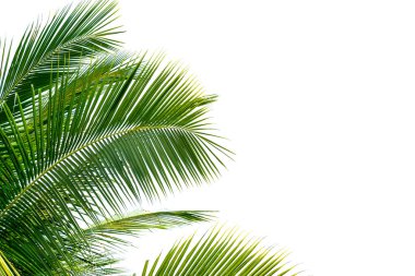 Palmiye yaprakları, hindistan cevizi ağacı bükülmesi beyaz arka planda izole.