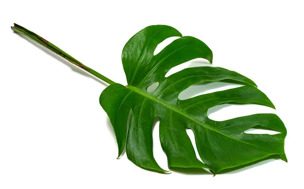 Green Leaves Pattern Leaf Monstera Isolated White Background — Stock Photo, Image