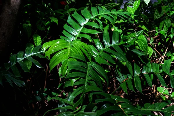 Zelené Listy Vzor Listí Monstera Lese Pozadí Přírody — Stock fotografie