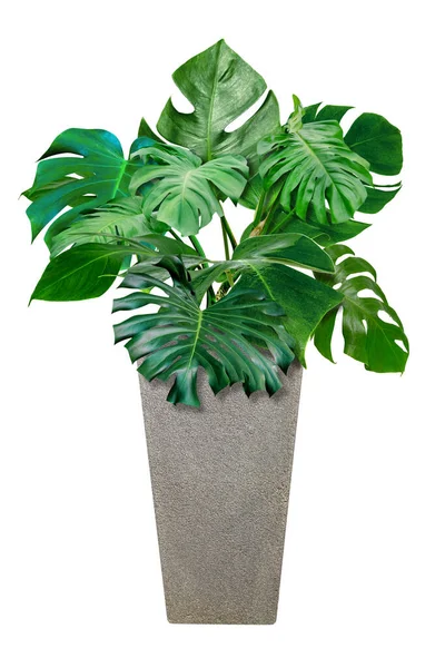 Doğa konsepti için vazo ile yeşil canavar deseni, beyaz arka planda izole tropikal yaprak