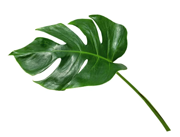 Padrão Folhas Verdes Monstera Folha Isolada Fundo Branco — Fotografia de Stock