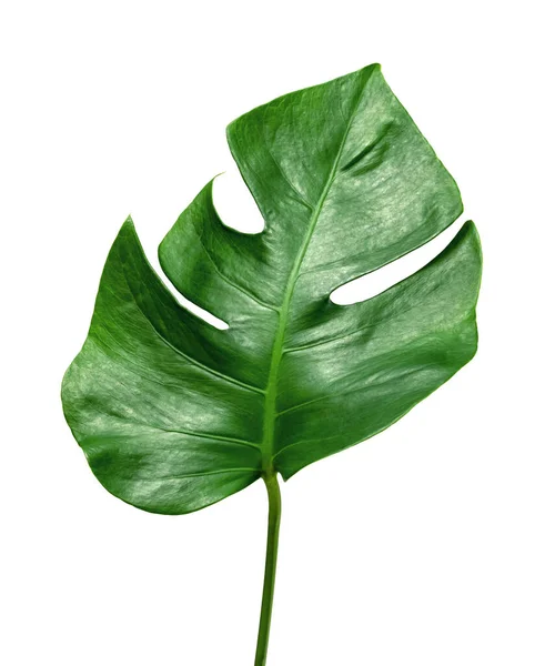 Візерунок Зеленого Листя Листя Монстрів Ізольовані Білому Тлі — стокове фото
