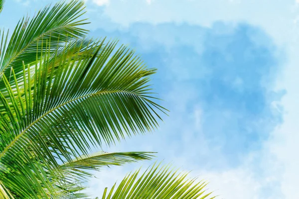 Hojas Verdes Palma Cocotero Con Nube Blanca Fondo Azul Cielo — Foto de Stock