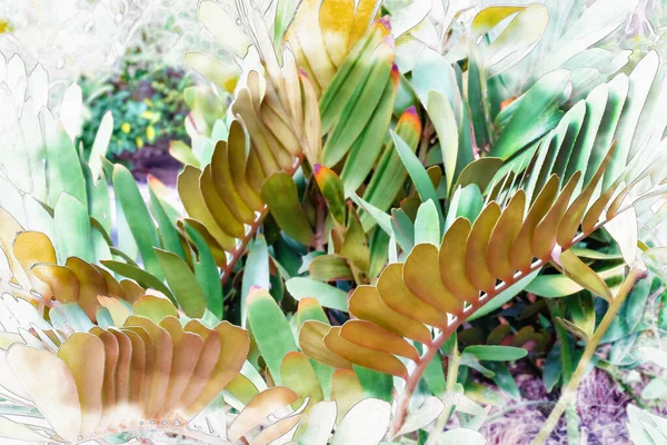绿叶图案 森林中的杜鹃叶子 水彩画风格 — 图库照片