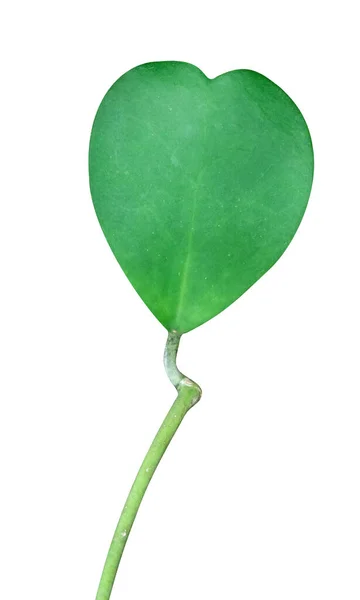 반식물의 Sweetheart Hoya Valentine Hoya 배경에 분리되어 있으며 줄넘기 경로를 — 스톡 사진