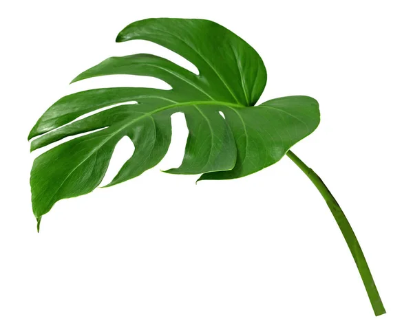 Grüne Blätter Muster Blatt Monstera Isoliert Auf Weißem Hintergrund — Stockfoto