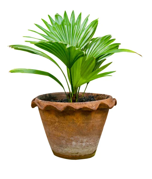 Візерунок Зеленого Пальмового Листя Вазою Концепції Природи Тропічний Лист Ізольований — стокове фото
