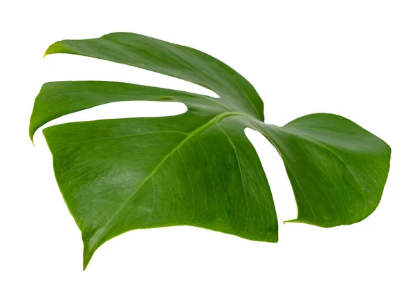 Hoja Monstera Aislada Sobre Fondo Blanco Patrón Hojas Verdes — Foto de Stock