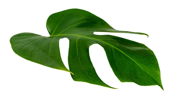 Hoja Monstera Aislada Sobre Fondo Blanco Patrón Hojas Verdes — Foto de Stock