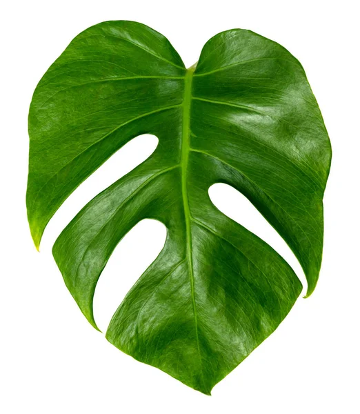 Folha Monstera Isolado Fundo Branco Padrão Folhas Verdes — Fotografia de Stock